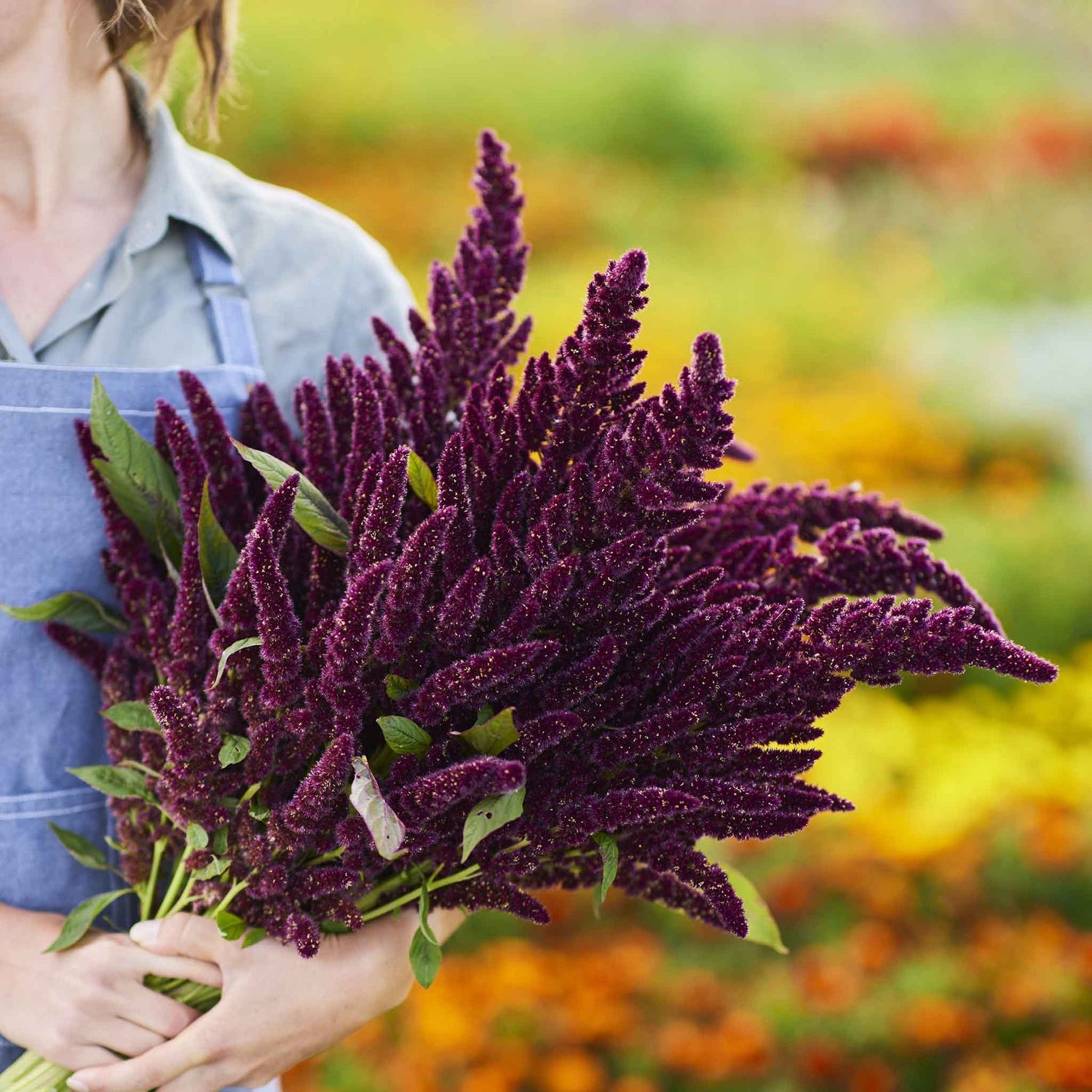 Amaranthus Seeds - Pygmy Torch