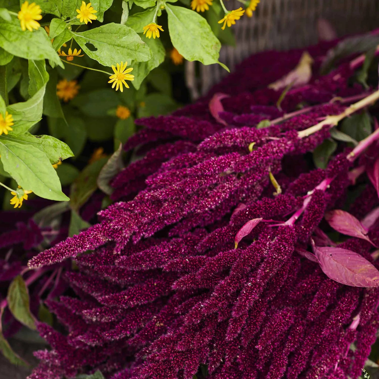 Amaranthus Seeds - Pygmy Torch