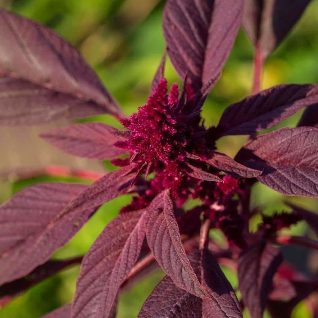 Amaranth Seeds - Red Garnet