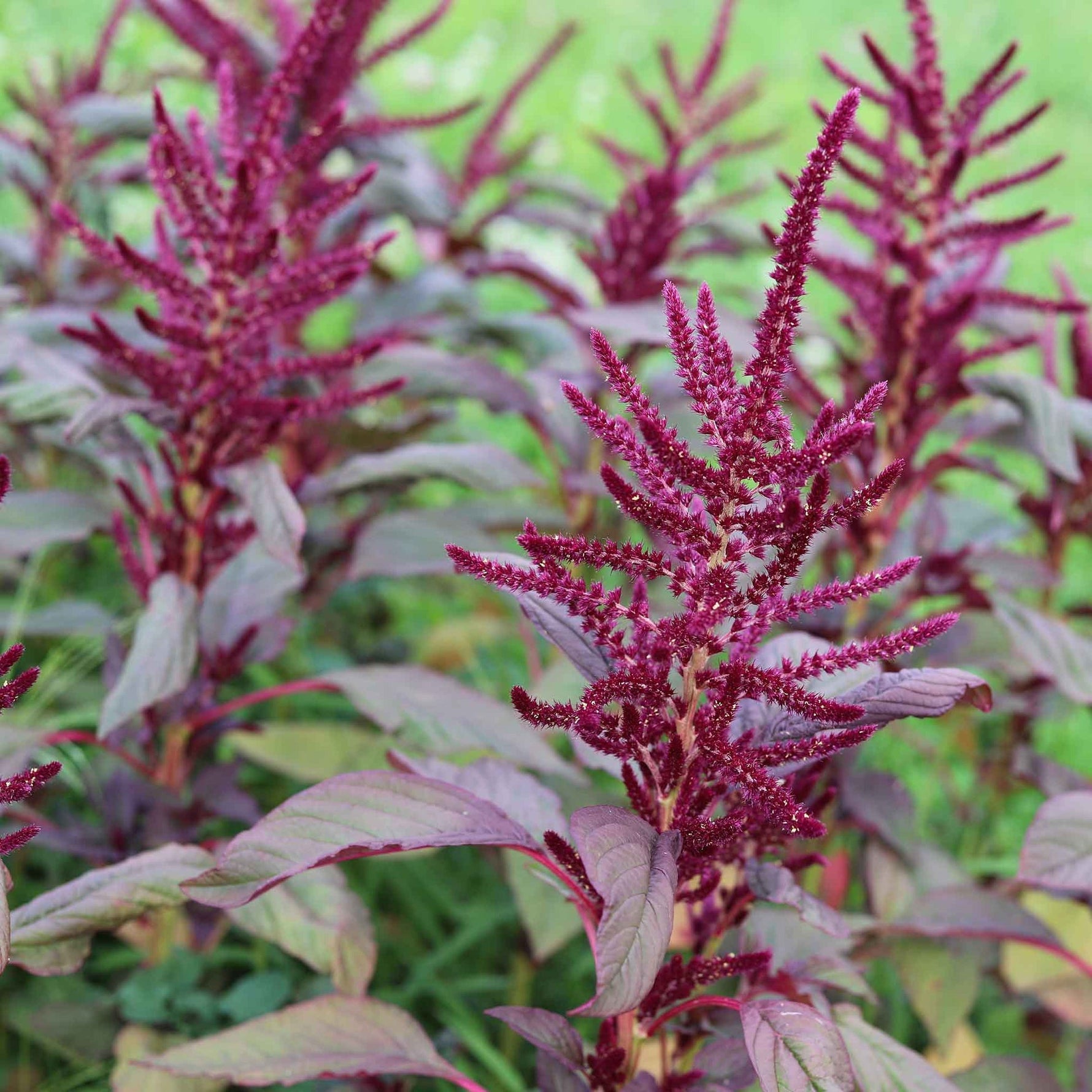 Amaranthus Seeds - High-Quality Seeds for Lush, Vibrant Amaranth Plants, Perfect for Home Gardens and Farms