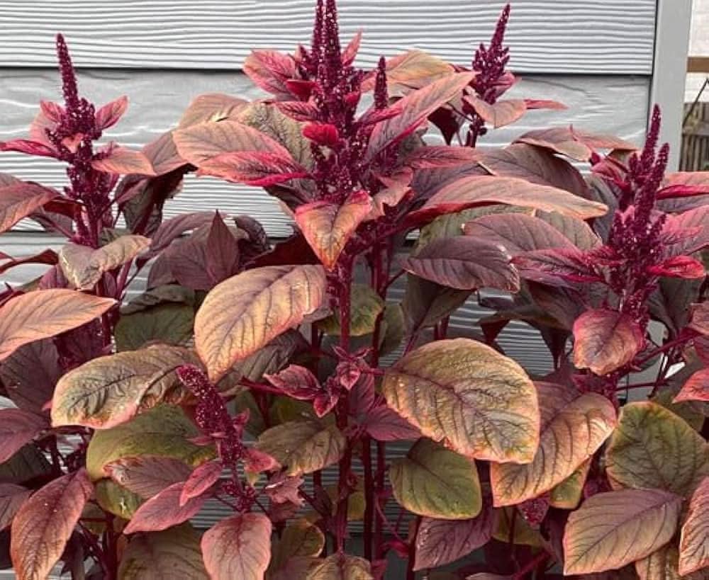 Amaranth Red Willow variety seeds for kitchen garden