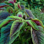 Amaranth seeds Amaranthus tricolor large red leaf high germination variety