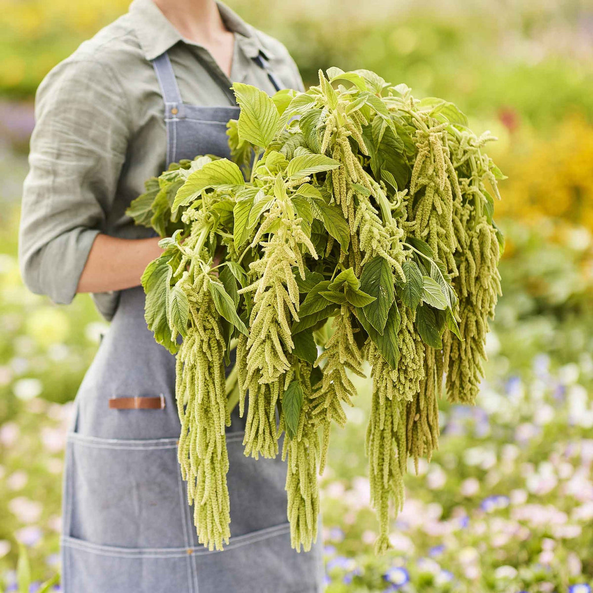 Amaranthus Seeds - High-Quality Seeds for Lush, Vibrant Amaranth Plants, Perfect for Home Gardens and Farms