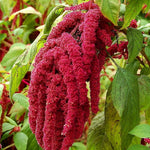 Amaranthus hypochondriacus garden seeds for backyard bed growing