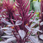 Non GMO heirloom Amaranthus hypochondriacus seeds for home gardening