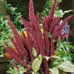 Amaranthus hypochondriacus seeds with planting guide for home gardens