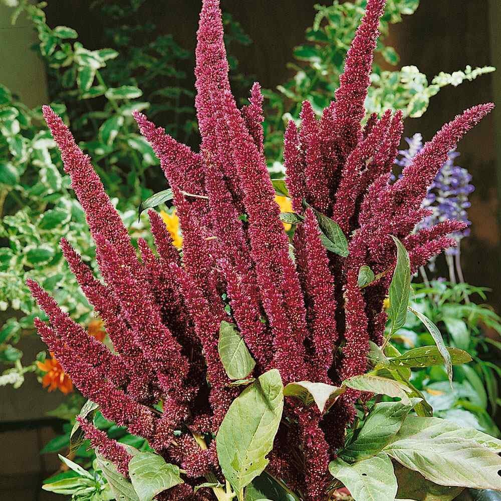 Amaranthus hypochondriacus seeds with planting guide for home gardens