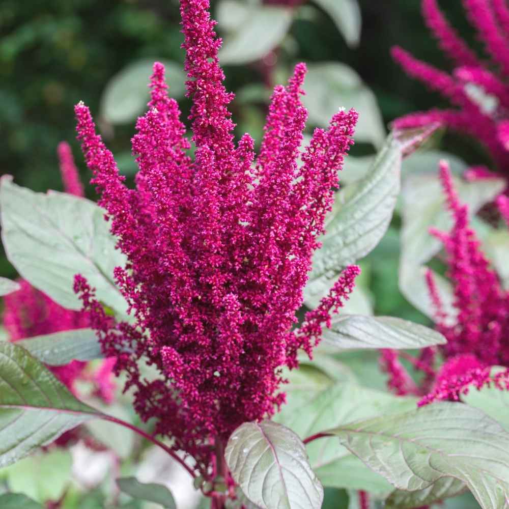 High germination Amaranthus hypochondriacus seeds for outdoor gardening