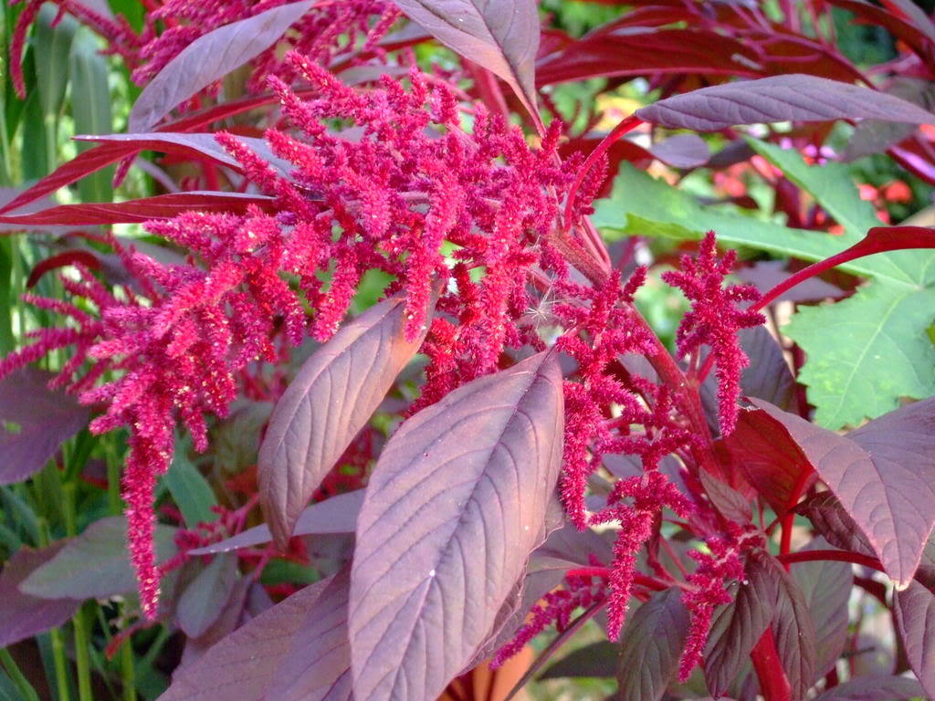 Amaranthus hypochondriacus seeds for kitchen garden planting