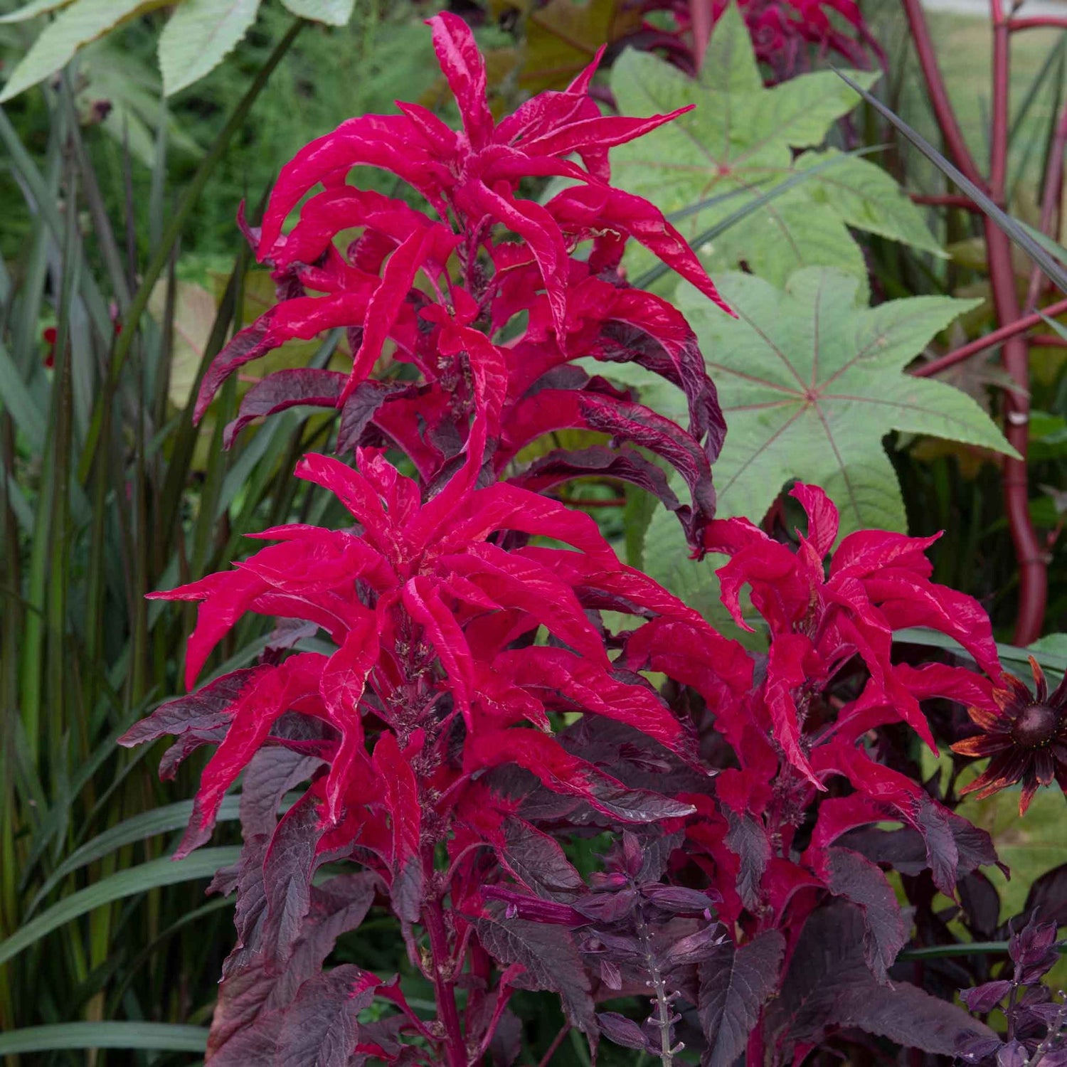 Amaranthus Seeds - Molten Fire