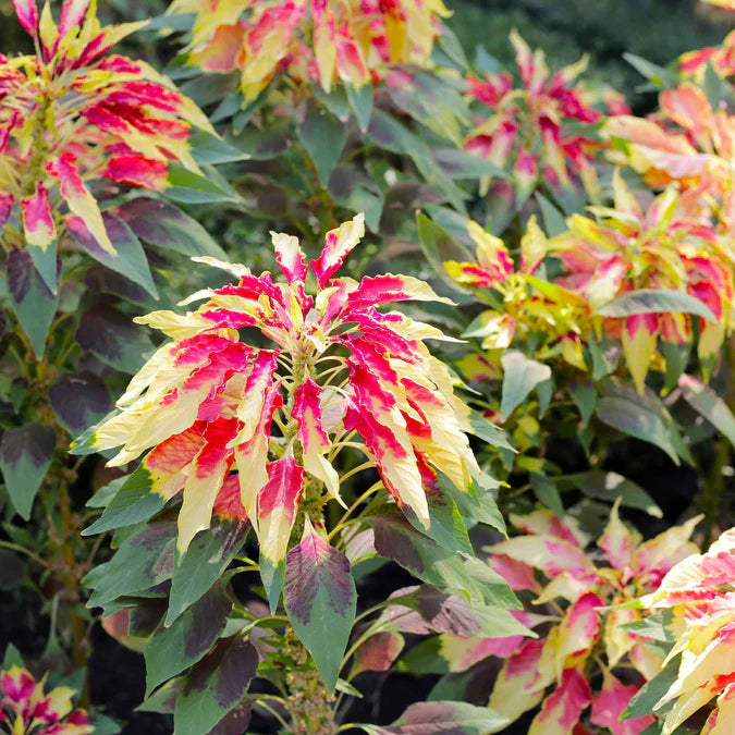 Amaranthus Seeds - Perfecta