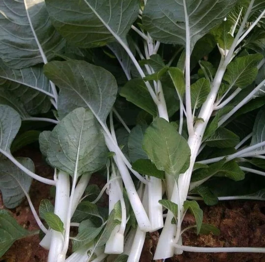 Amaranthus seeds Amaranthus caudatus for backyard gardening