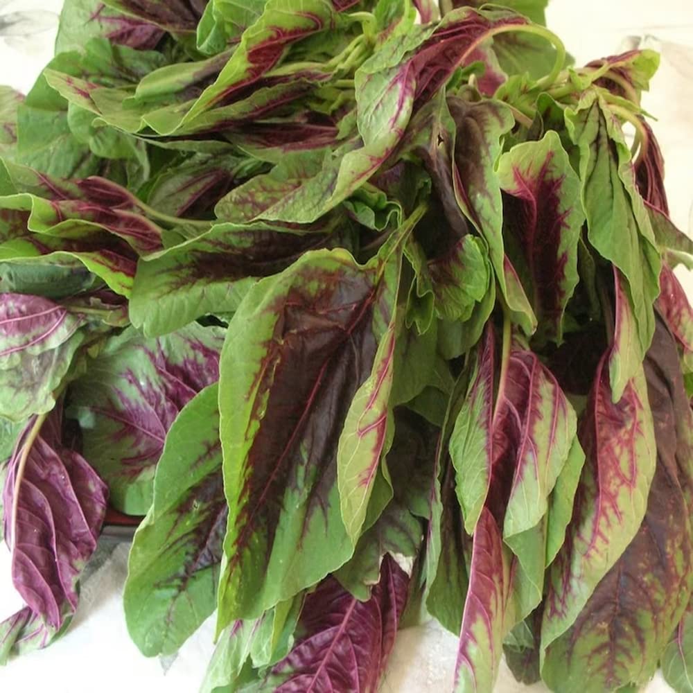 Amaranthus seeds tricolor variety for edible leaves and garden beds