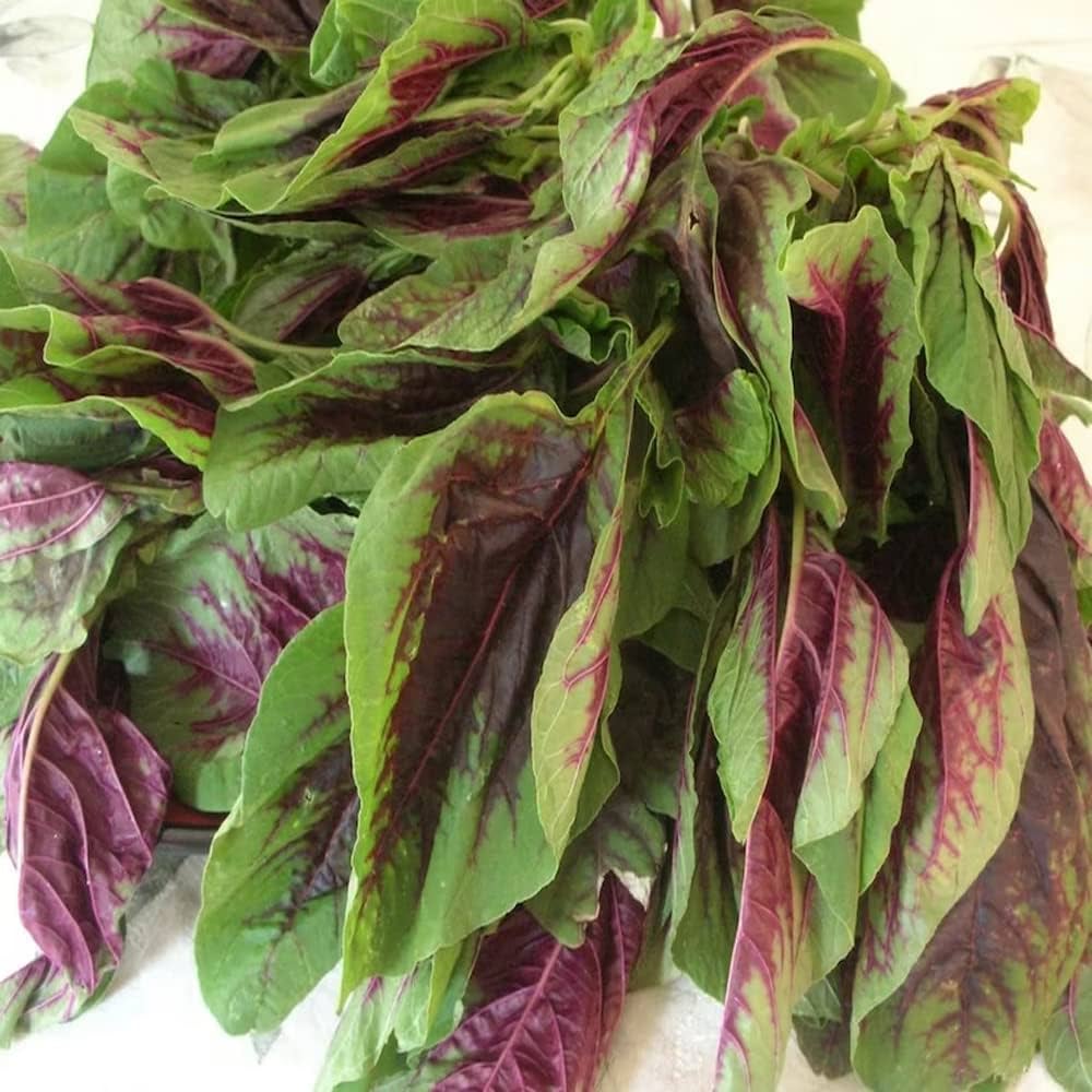 Amaranthus tricolor red round leaf seeds for planting warm season