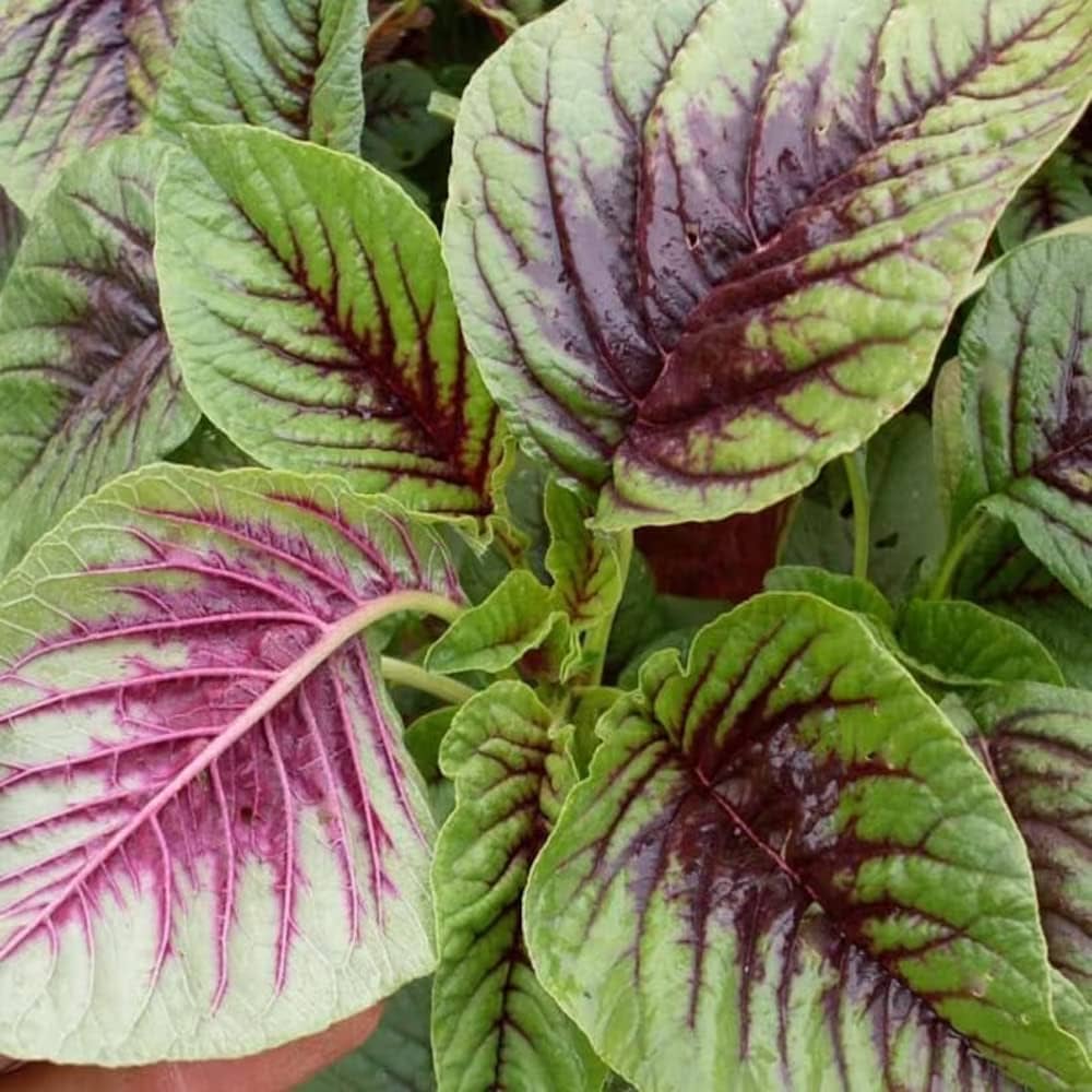 Amaranthus Tricolor seeds for colorful leafy greens and edible landscaping