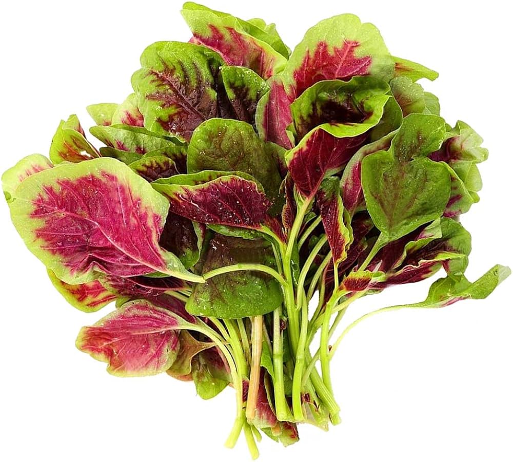 Amaranthus tricolor non GMO seeds with high growth rate