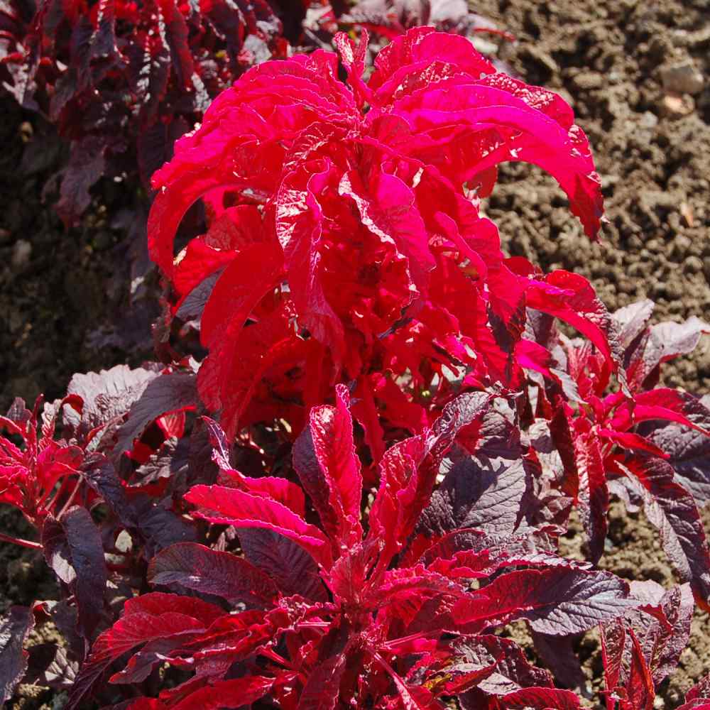 Amaranthus Early Splendor Tassel Flower Seeds