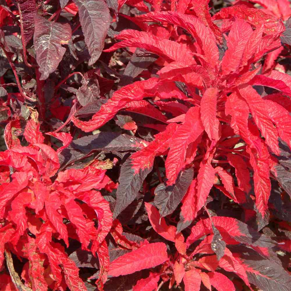 Amaranthus Early Splendor Tassel Flower Seeds