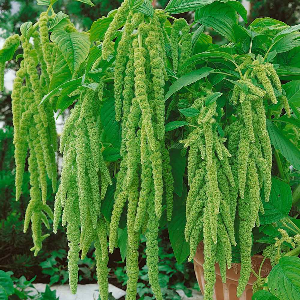 Amaranthus Green Foxtail Seeds