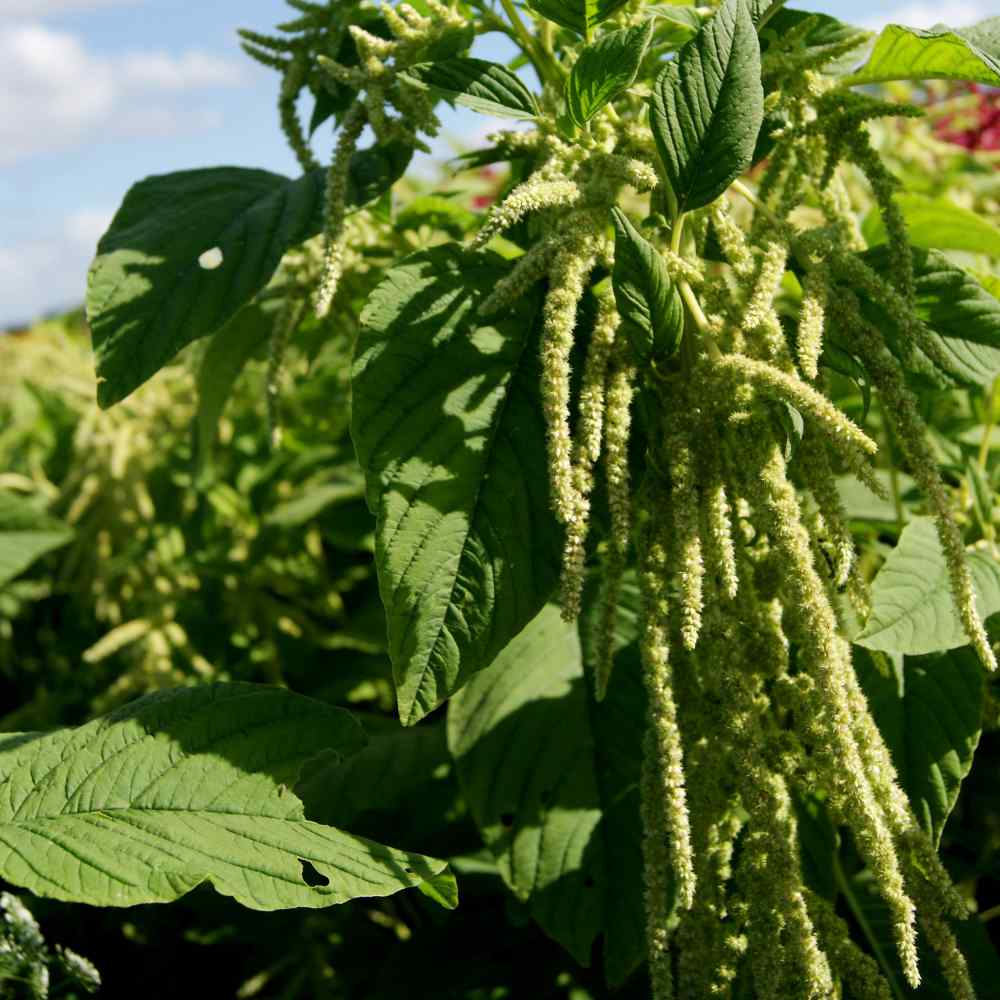 Amaranthus Green Foxtail Seeds