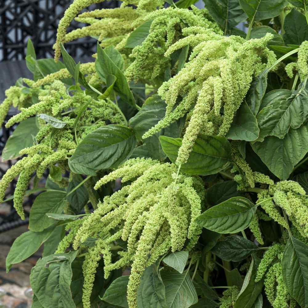 Amaranthus Green Foxtail Seeds