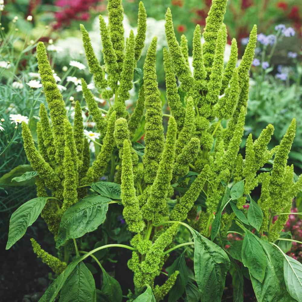 Amaranthus Green Thumb Ornamental Seeds