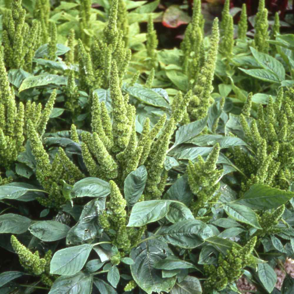 Amaranthus Green Thumb Ornamental Seeds