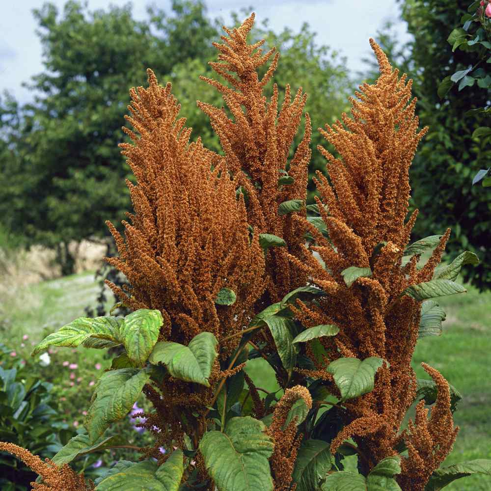 Amaranthus Hot Biscuits Flower Seeds