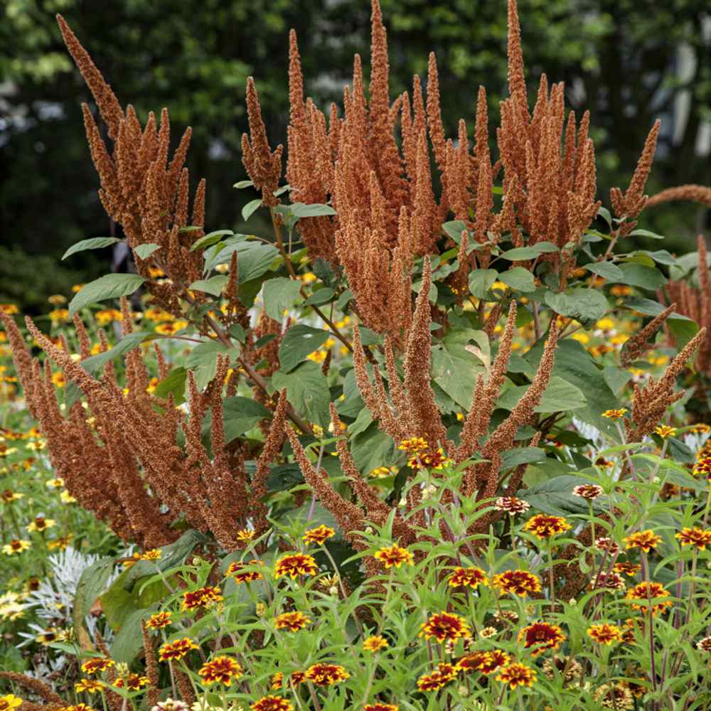 Amaranthus Hot Biscuits Flower Seeds