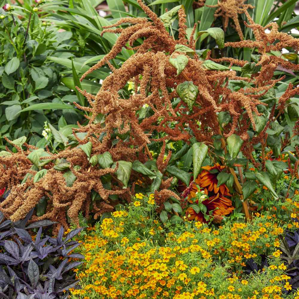 Amaranthus Hot Biscuits Flower Seeds