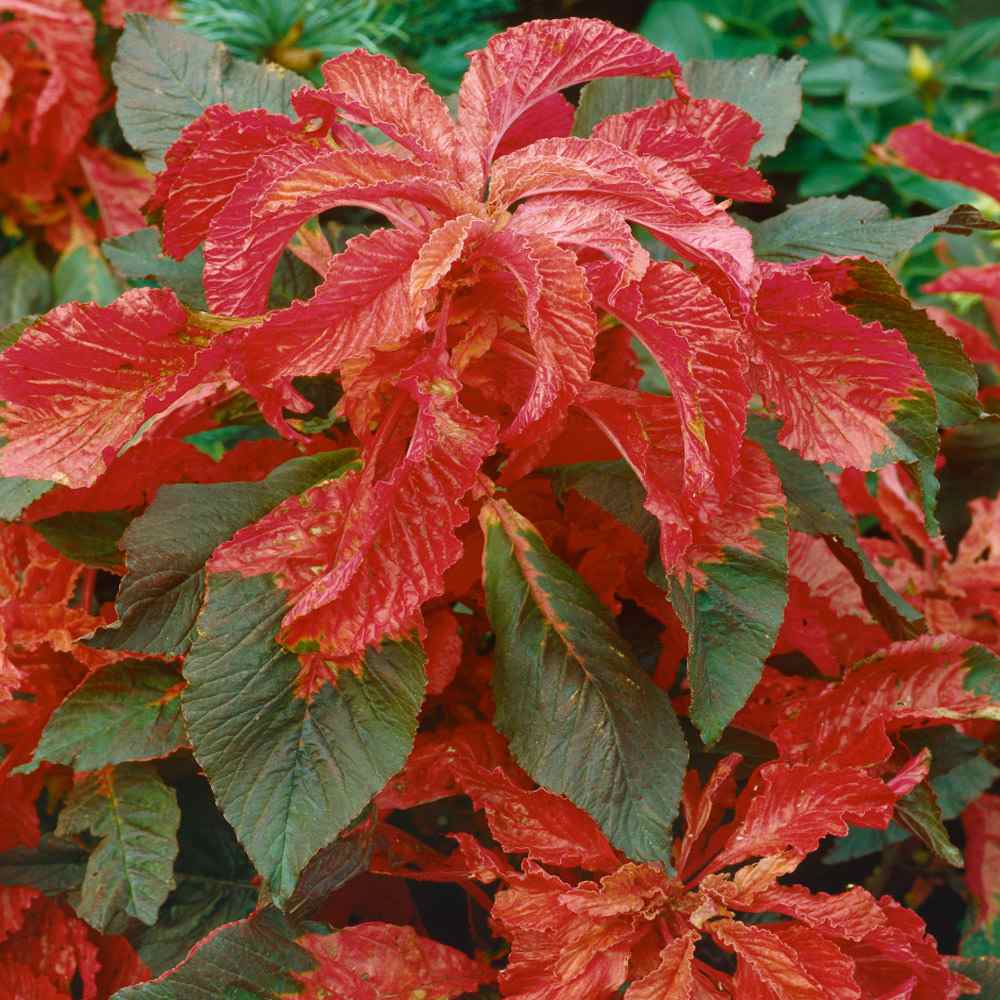 Amaranthus Molten Fire Heirloom Seeds