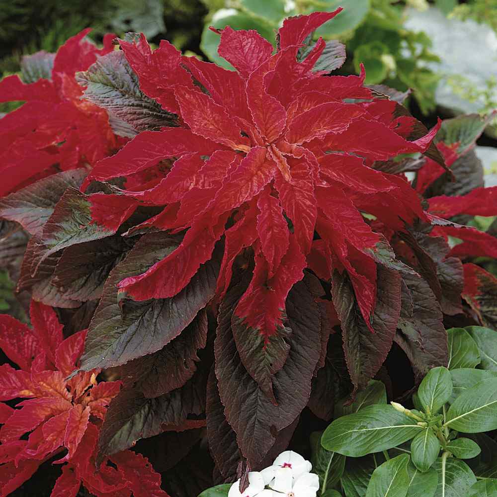 Amaranthus Molten Fire Heirloom Seeds