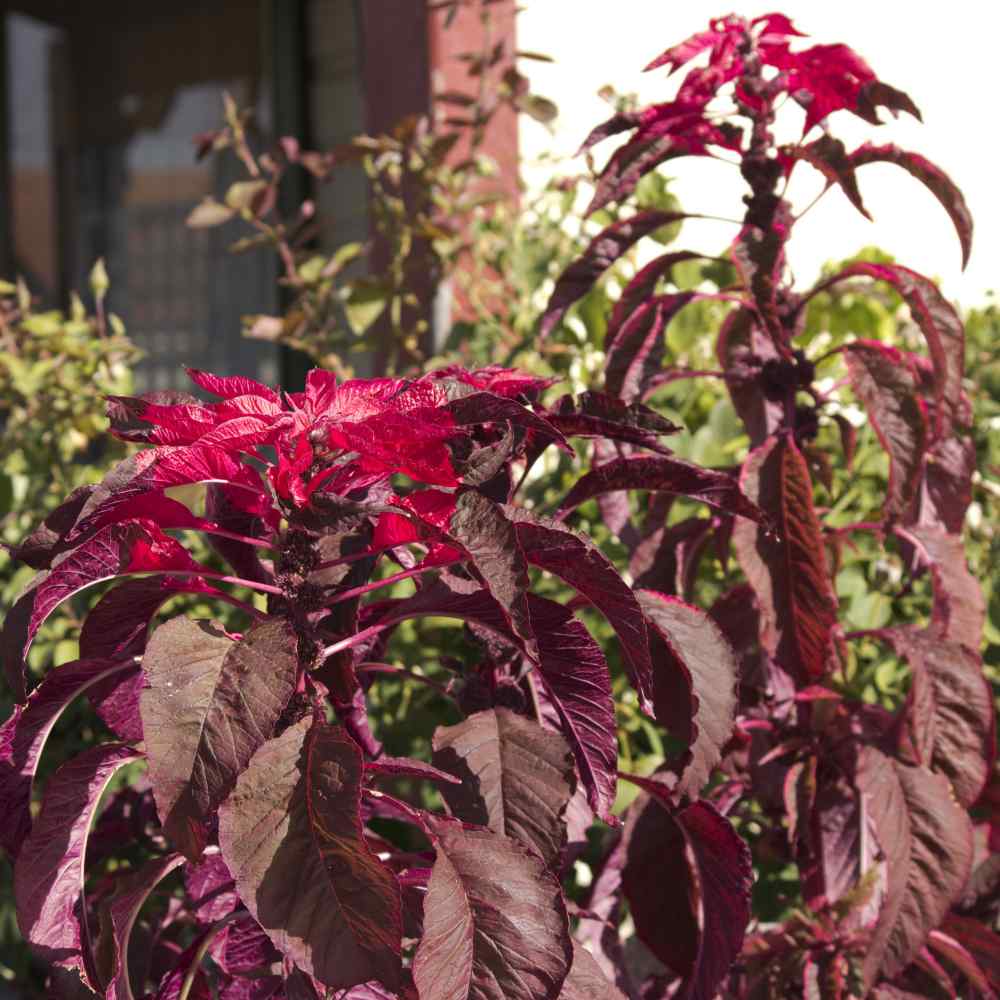 Amaranthus Molten Fire Heirloom Seeds