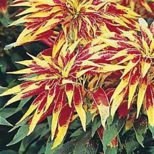 Amaranthus Perfecta Ornamental Seeds