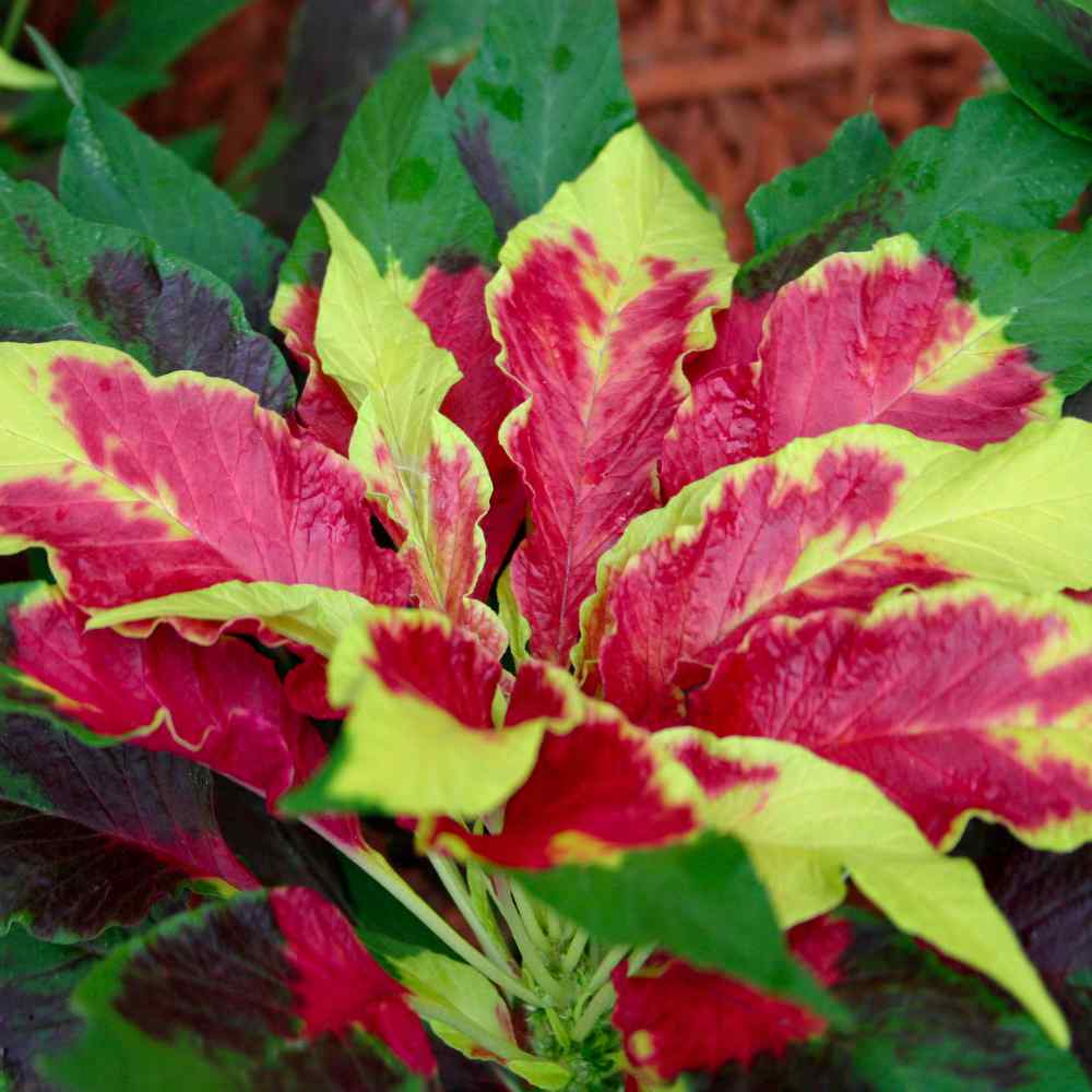 Amaranthus Perfecta Ornamental Seeds