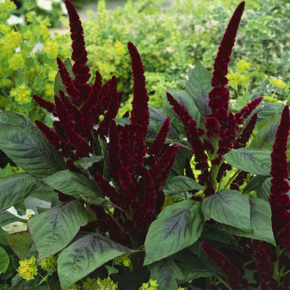 Amaranthus Pygmy Torch Flower Seeds