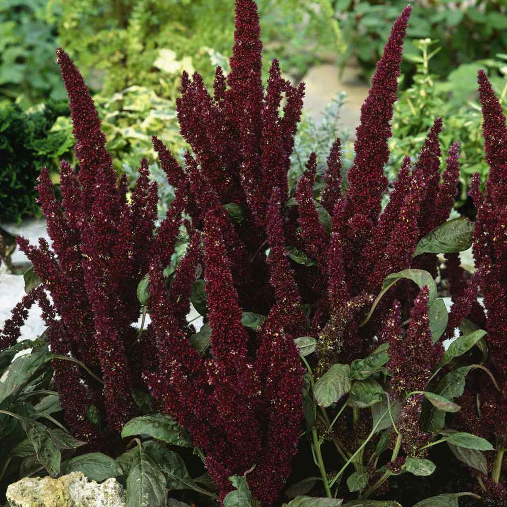 Amaranthus Pygmy Torch Flower Seeds