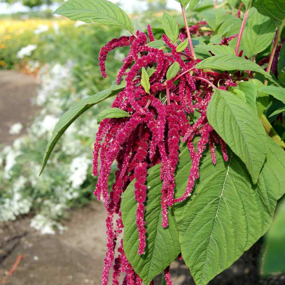 Amaranthus Red Love Lies Bleeding Seeds