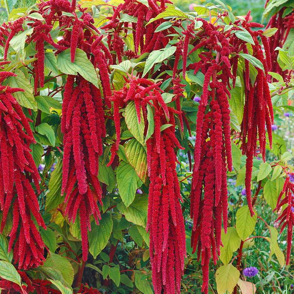 Amaranthus Red Love Lies Bleeding Seeds