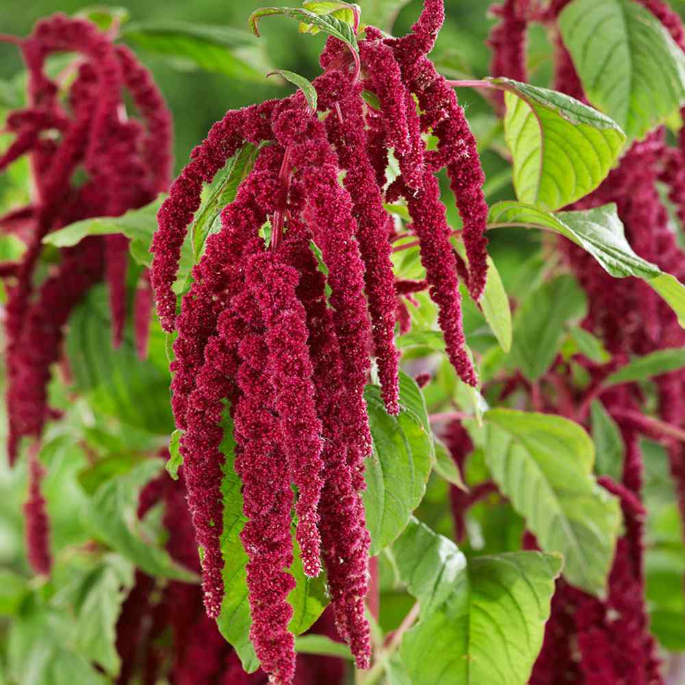 Amaranthus Red Love Lies Bleeding Seeds