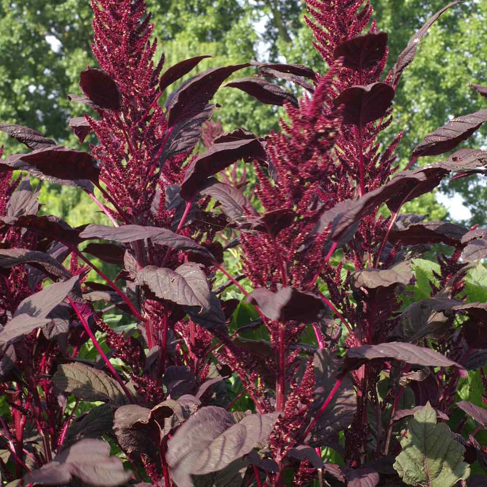 Amaranthus Red Spike Upright Seeds