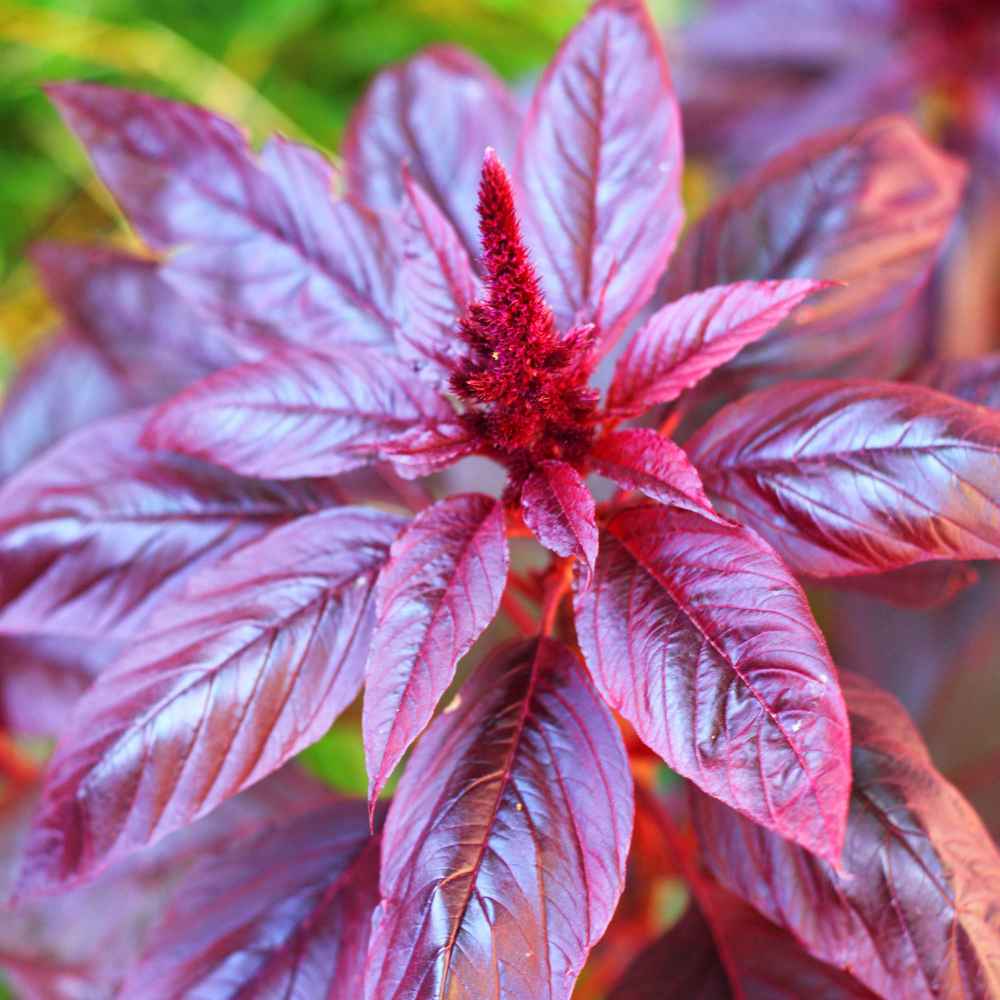 Amaranthus Red Spike Upright Seeds