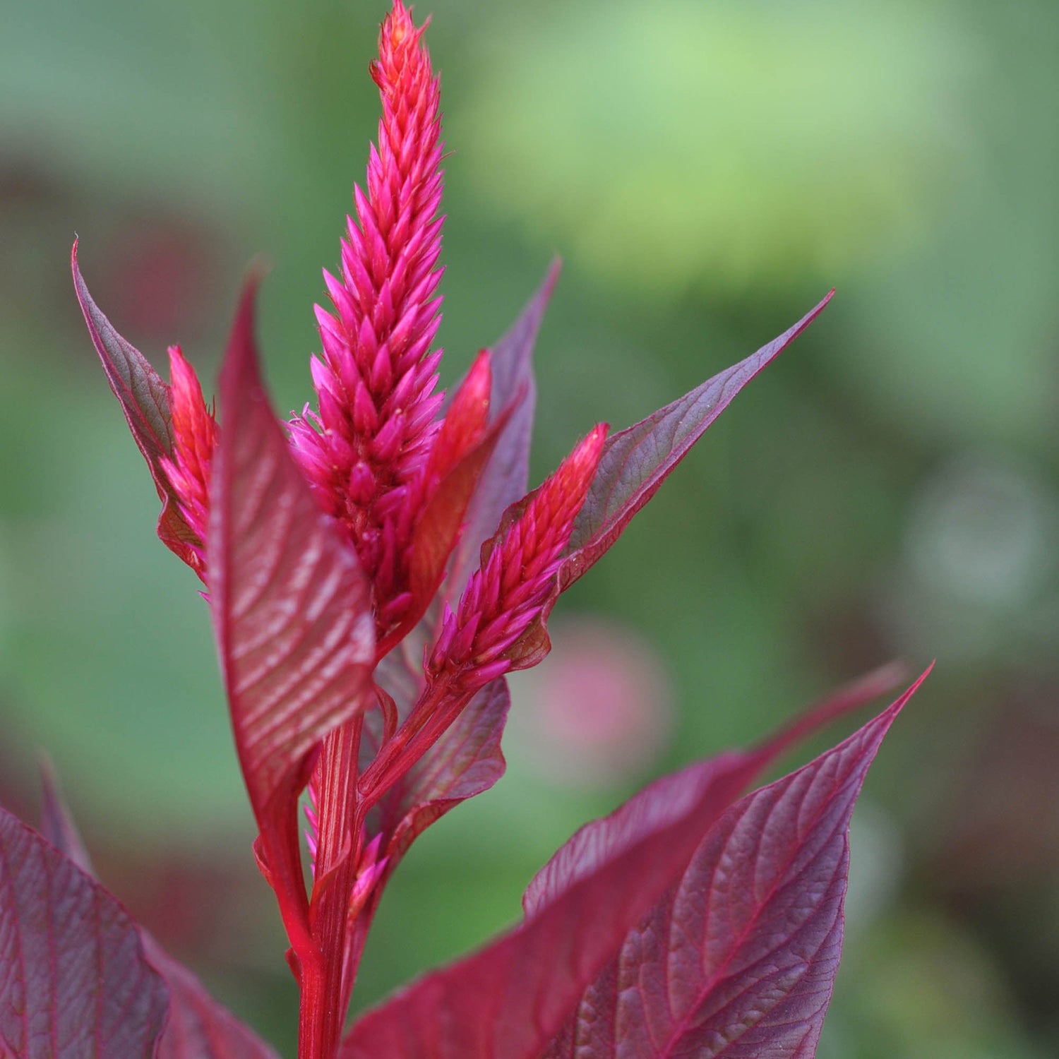 Amaranthus Red Spike Upright Seeds