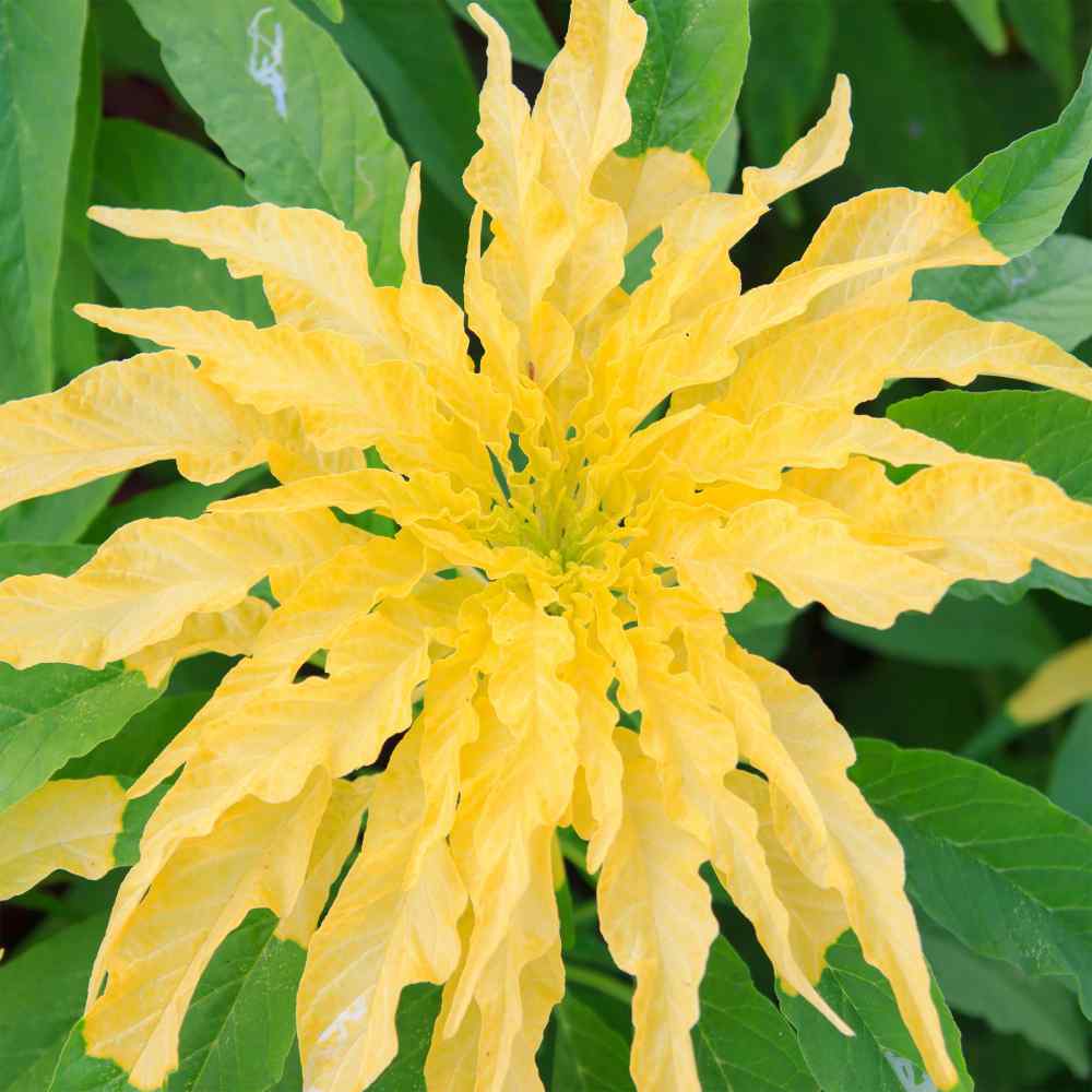 Amaranthus Yellow Tassel Flower Seeds