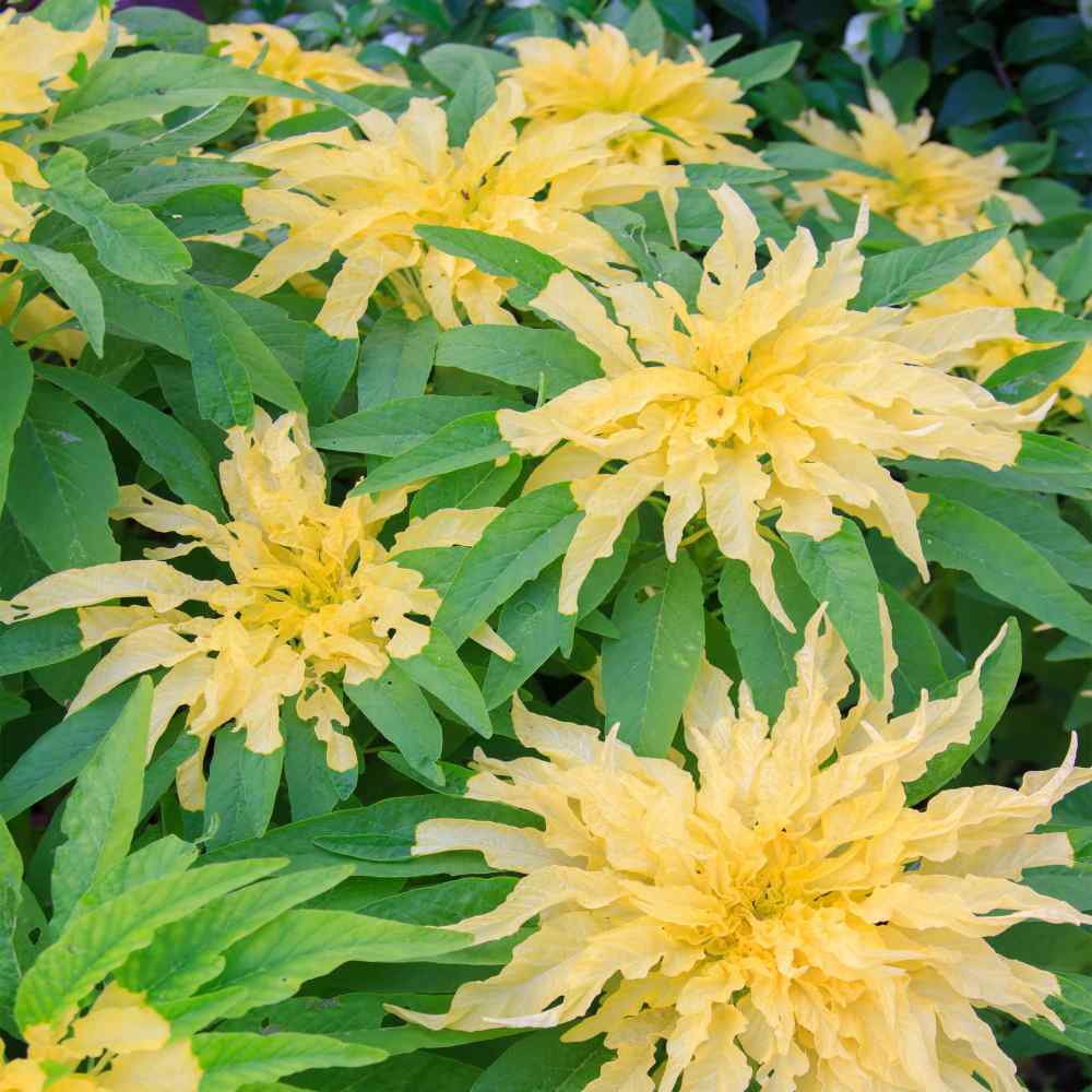 Amaranthus Yellow Tassel Flower Seeds