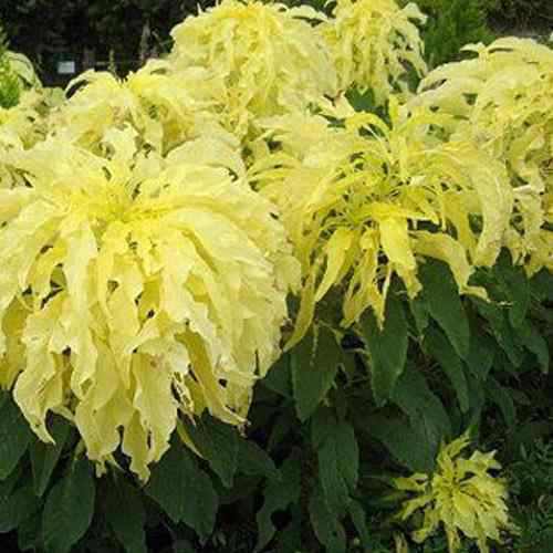 Amaranthus Yellow Tassel Flower Seeds