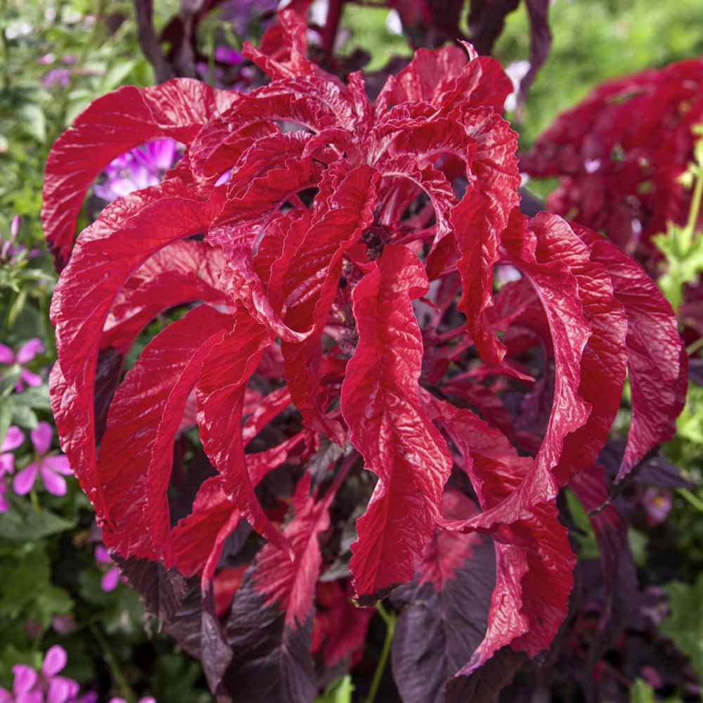 Amaranthus Early Splendor Tassel Flower Seeds