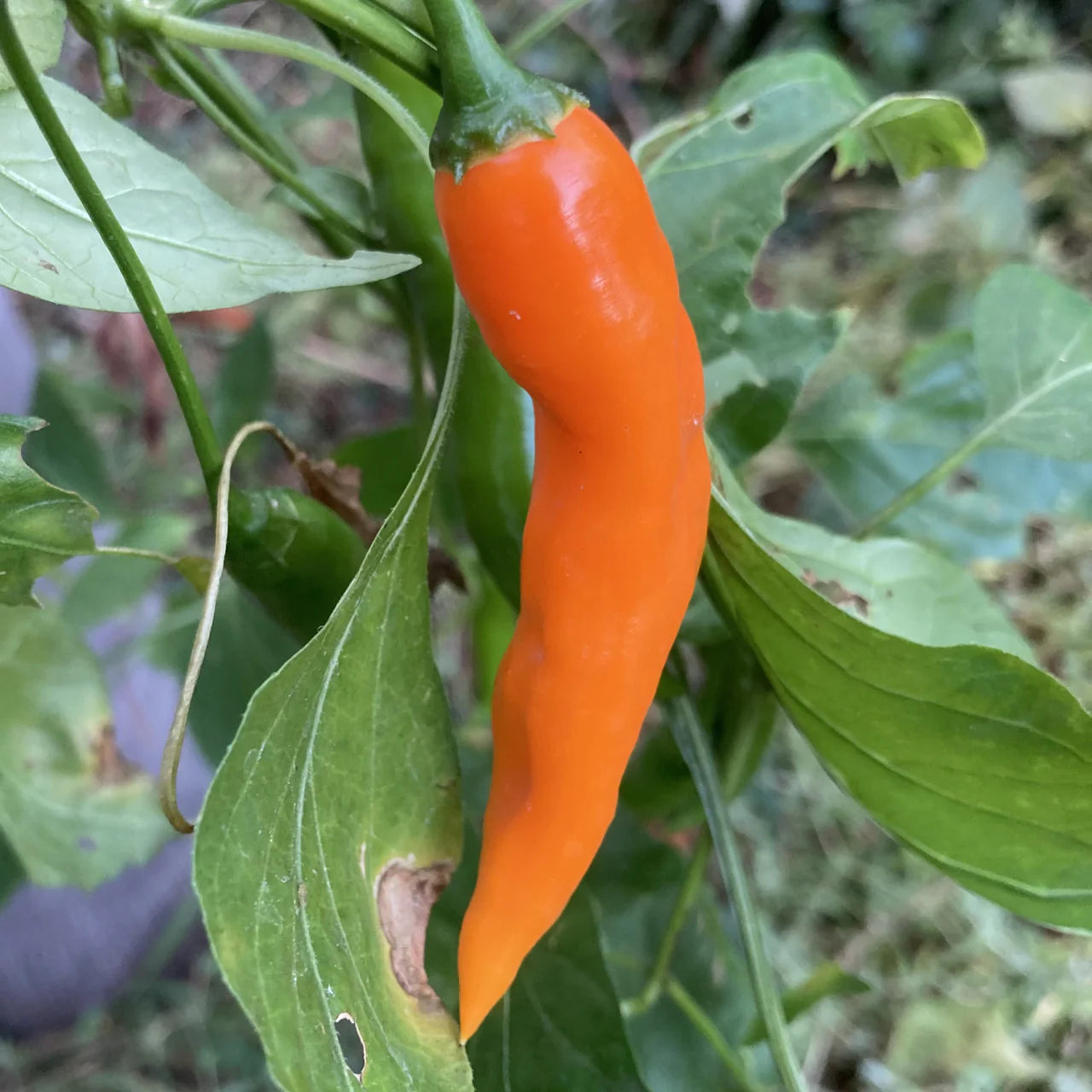 Amarillo hot pepper seeds for planting high yield spicy yellow peppers