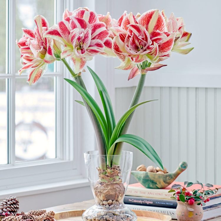 White Orange Amaryllis Flower Seeds – Heirloom Non-GMO Seeds for Vibrant Garden Planting