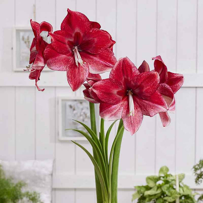 flowers high quality flower seeds for growing vibrant and colorful blooms in home gardens and landscapes organic flowers premium organic flower seeds for sustainable gardening and beautiful blossoms suitable for all climates